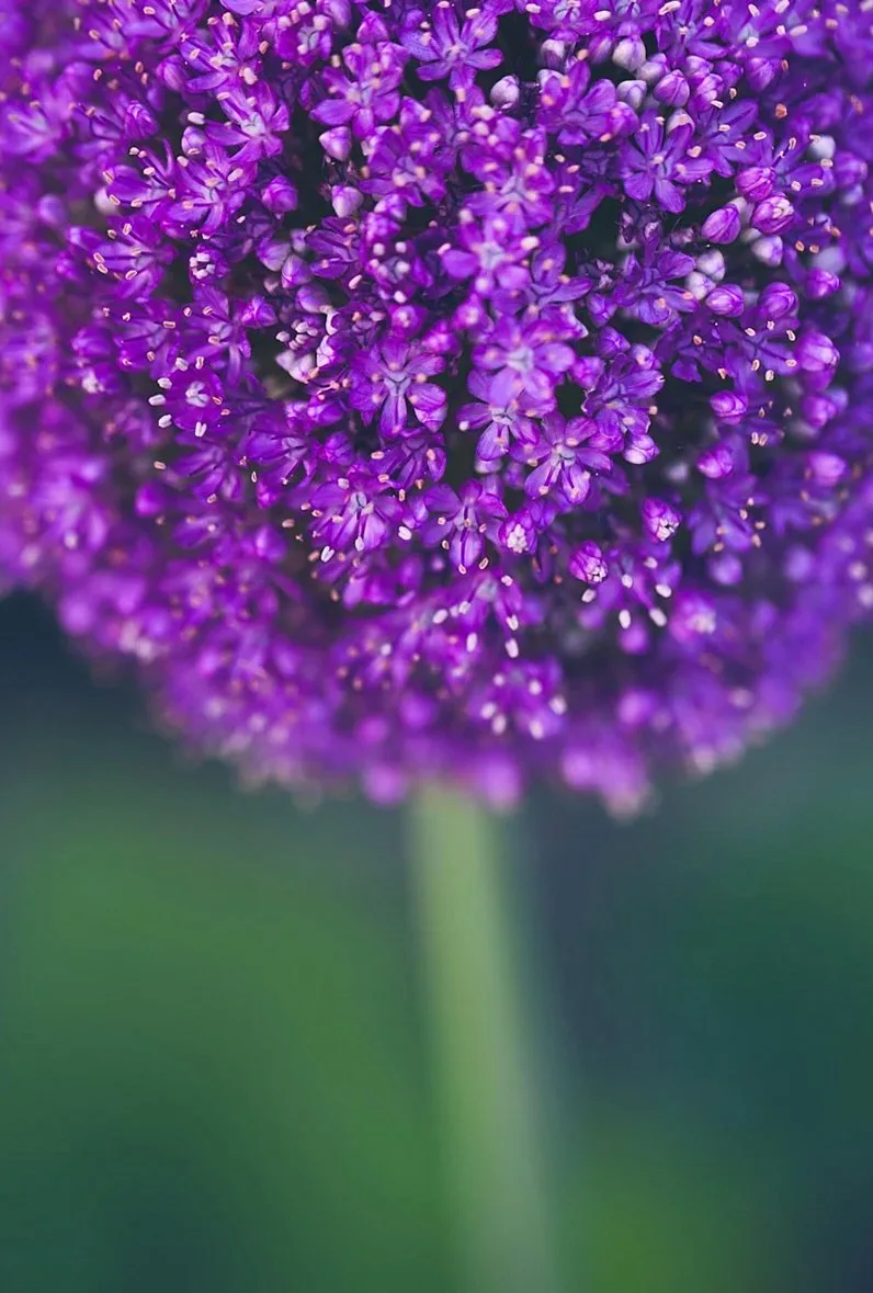 紫色のアリウムの花のアップ（イメージ写真）