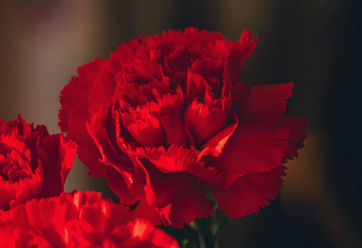 赤いカーネーションの花のアップ（イメージ写真）