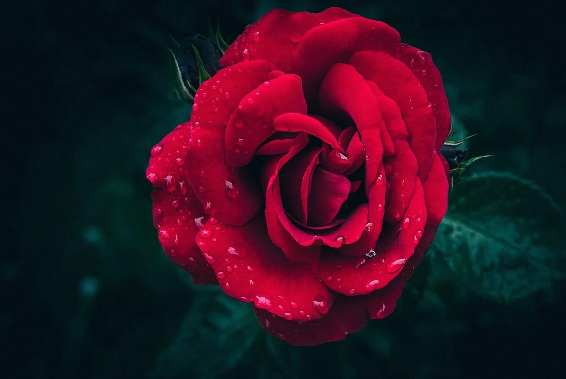 水滴のついた赤いバラの花（イメージ写真）